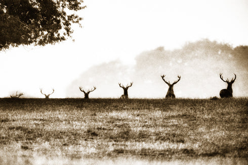 Ascent of Stag SEPIA - Print